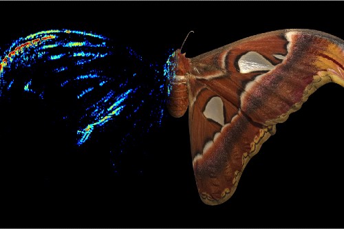 Atlas moth acoustic tomography showing wingtip decoy